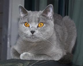 Laura mit typische Ohrenstellung für beste Auralisation Laura mit typische Ohrenstellung für beste Auralisation