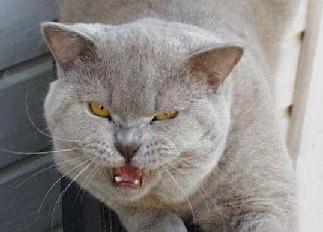 Mica sagt gerade mal was er davon hält Mica sagt gerade mal was er davon hält